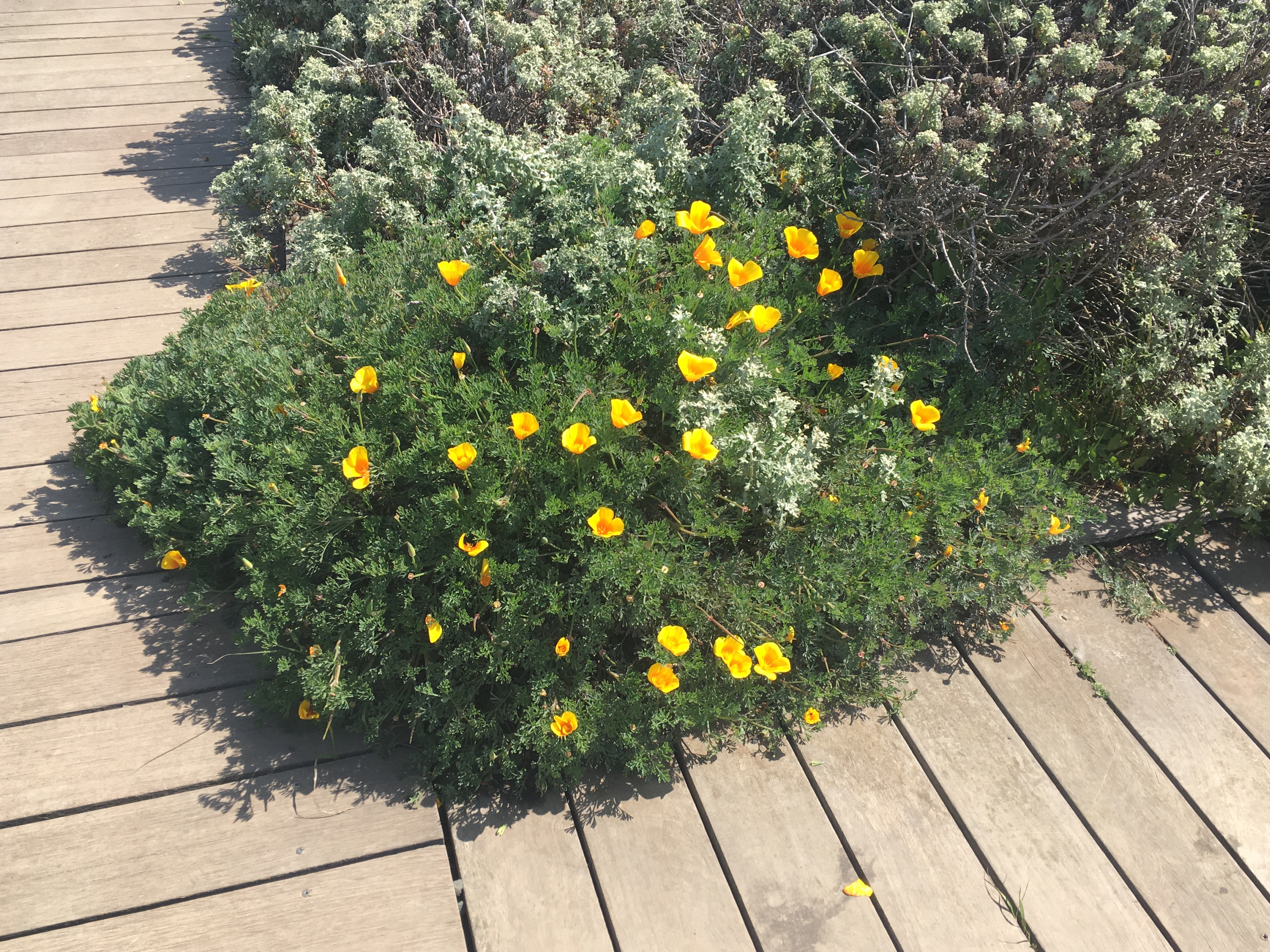 coast California poppy (Eschscholzia californica var. maritima)